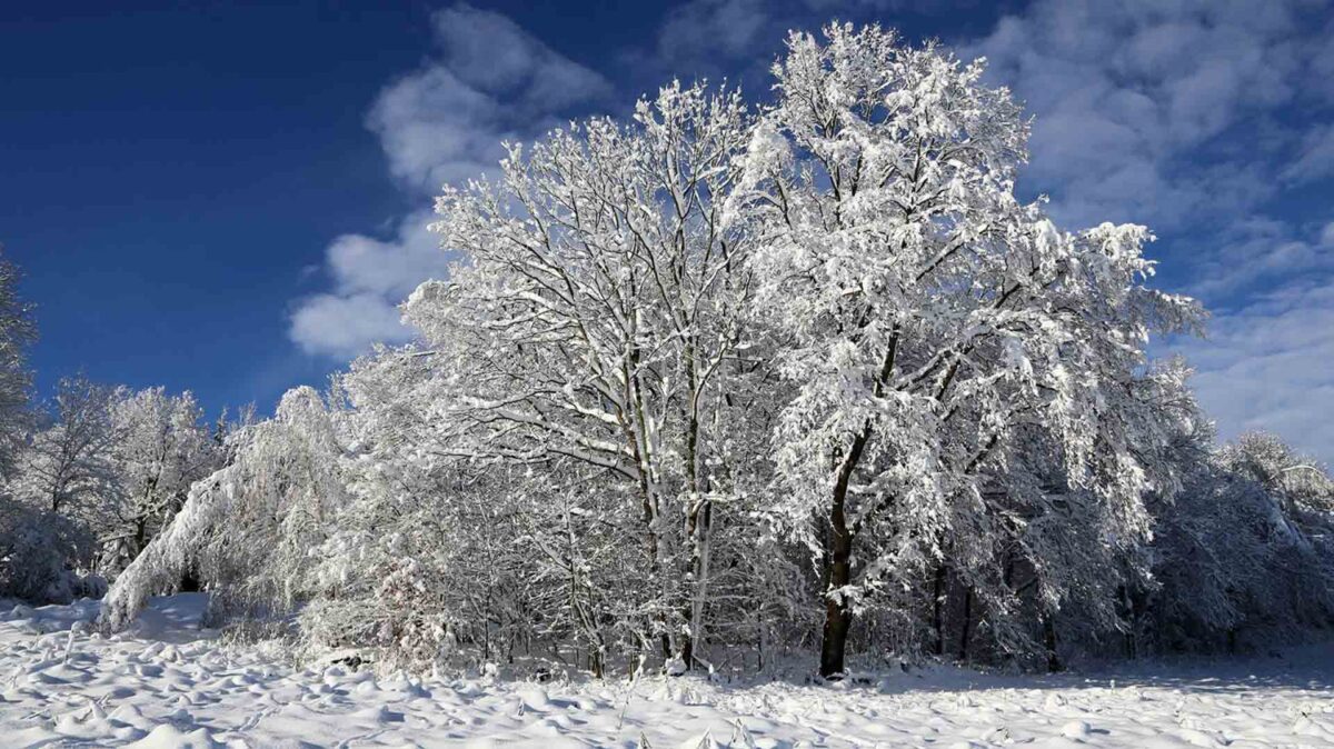 Photo of snow on trees